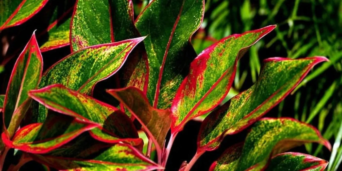 5-Minute Aglaonema Plant Care: Essential Tips for Busy Plant Parents