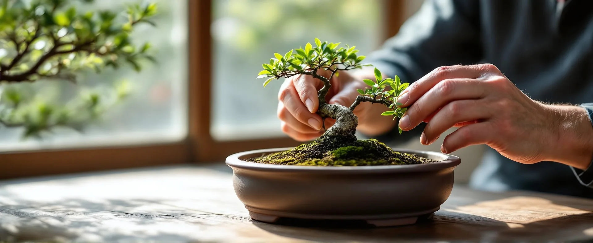 Bonsai Tree Care: A Complete Step-by-Step Guide for Beginners