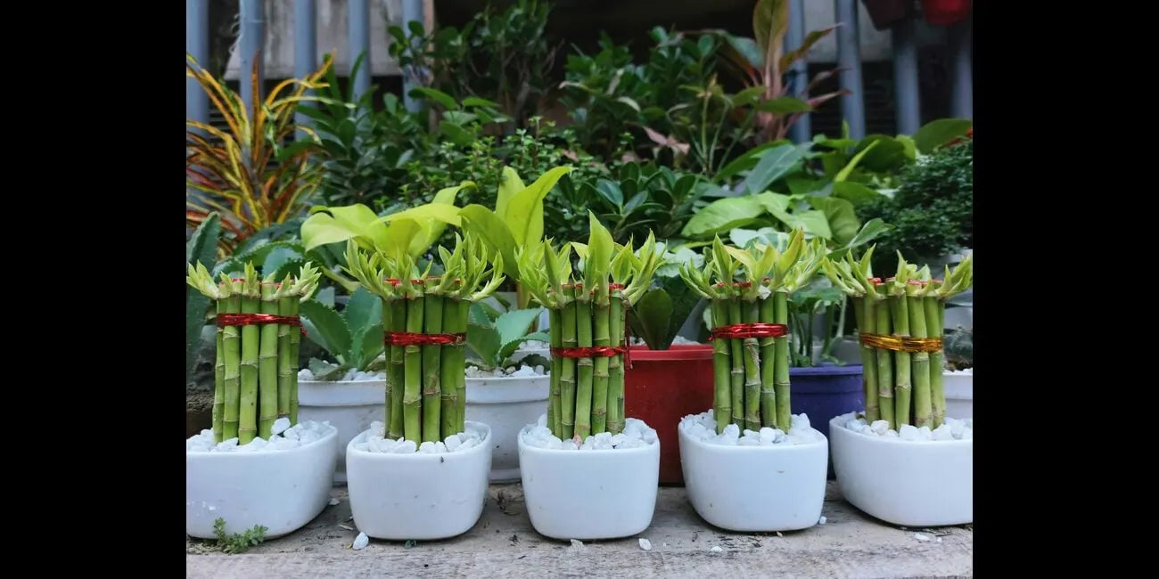 How to Care for Lucky Bamboo Plant Simple Steps to Success