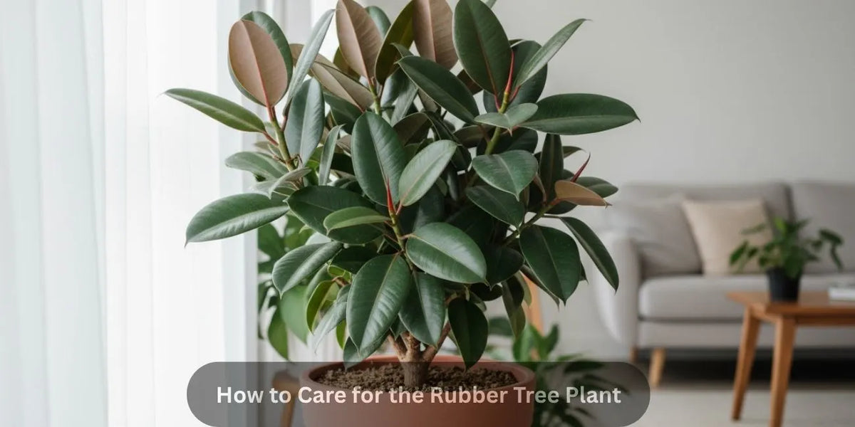 How to Care for the Rubber Tree Plant: The Dos and Don’ts