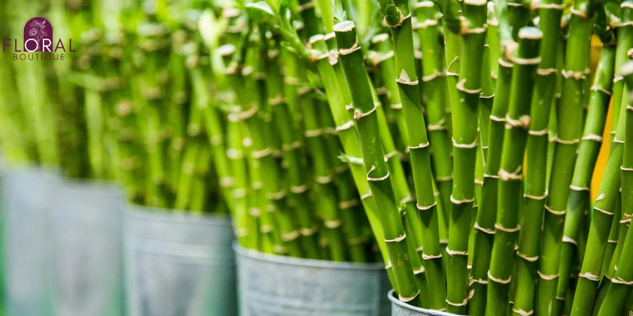 Lucky Bamboo Plant Care 101: The Ultimate Beginner's Guide
