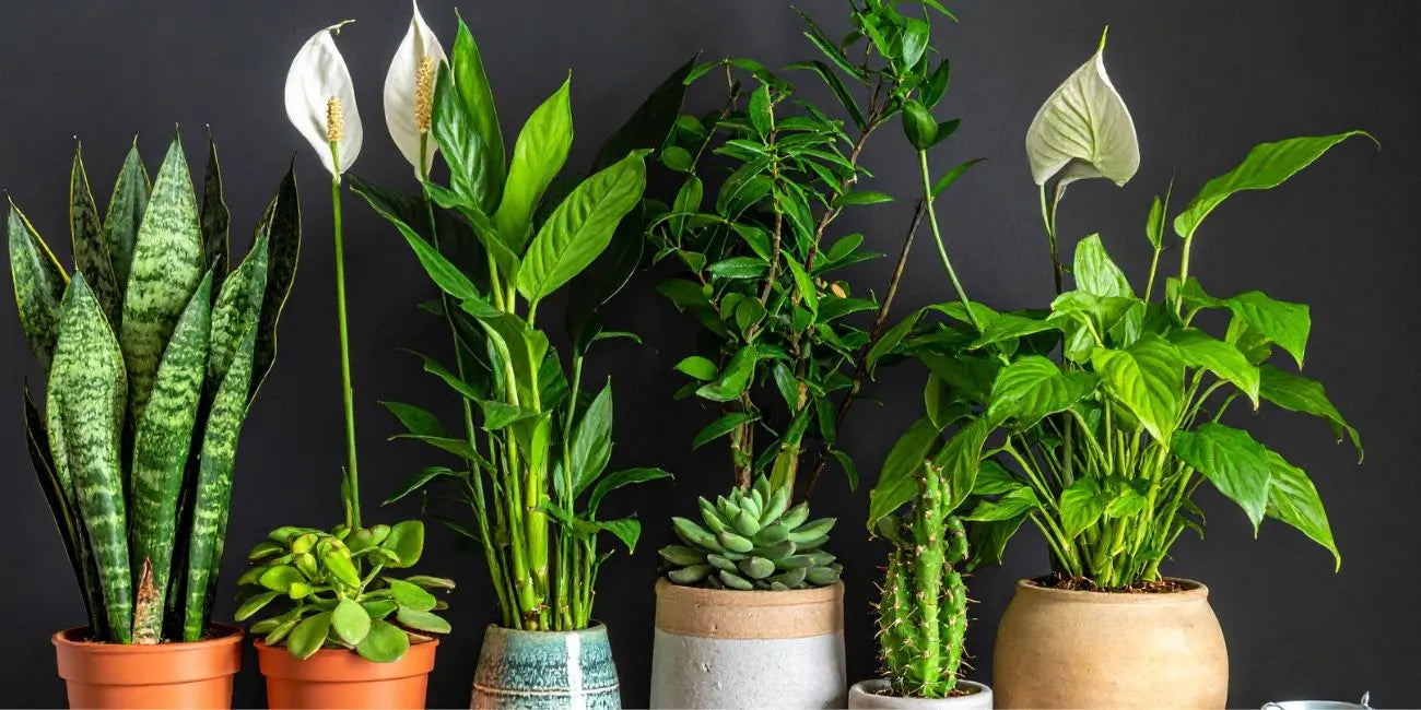 Lucky Plants for Home to Attract Positive Energy