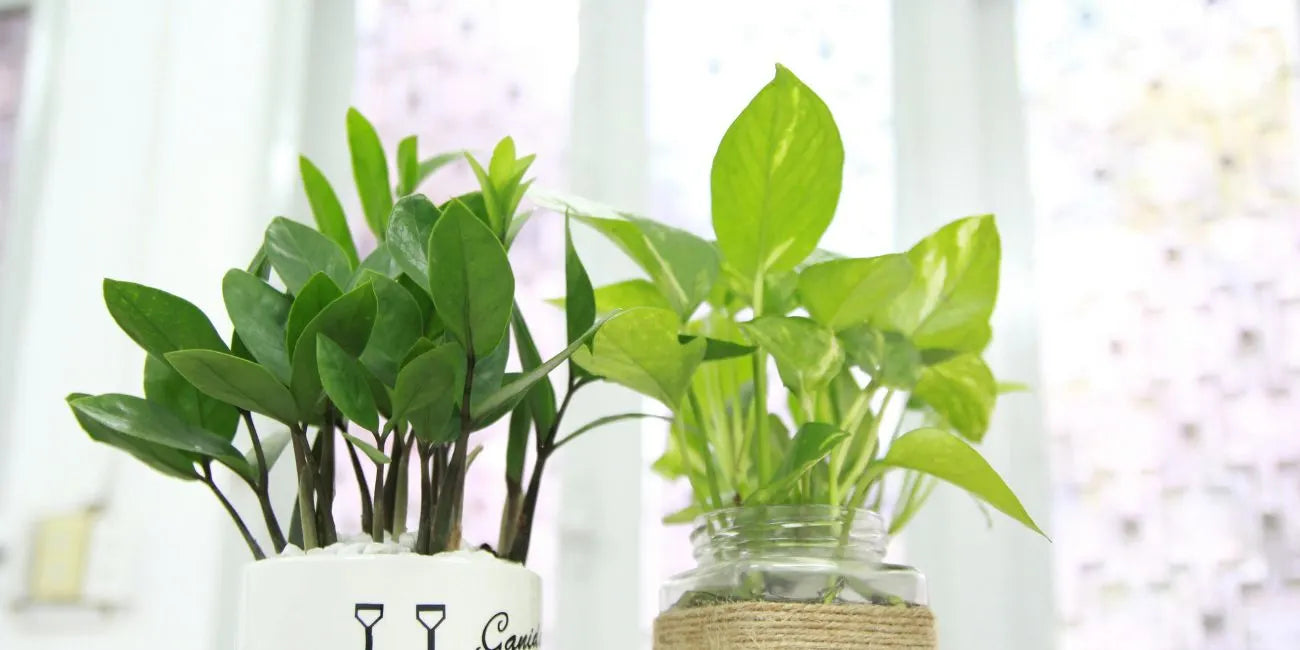 Money Plant Care - How To Grow Your Money Plant Like A Pro