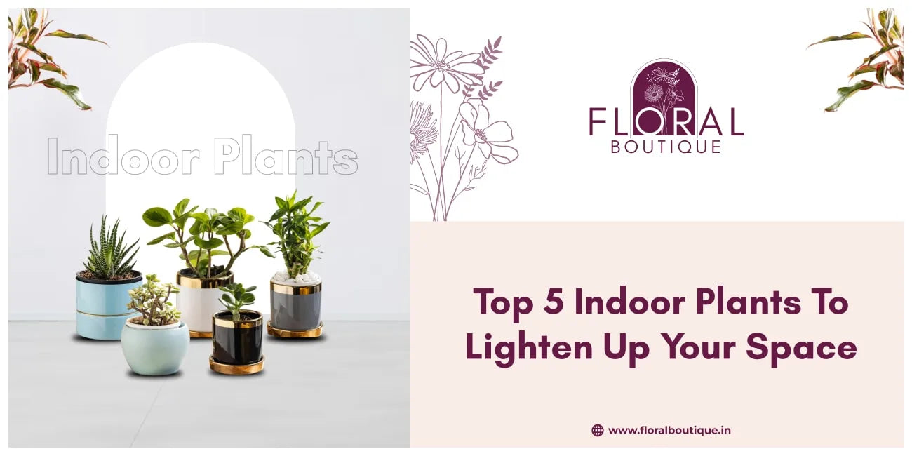 Top 5 Indoor Plants To Lighten Up Your Space