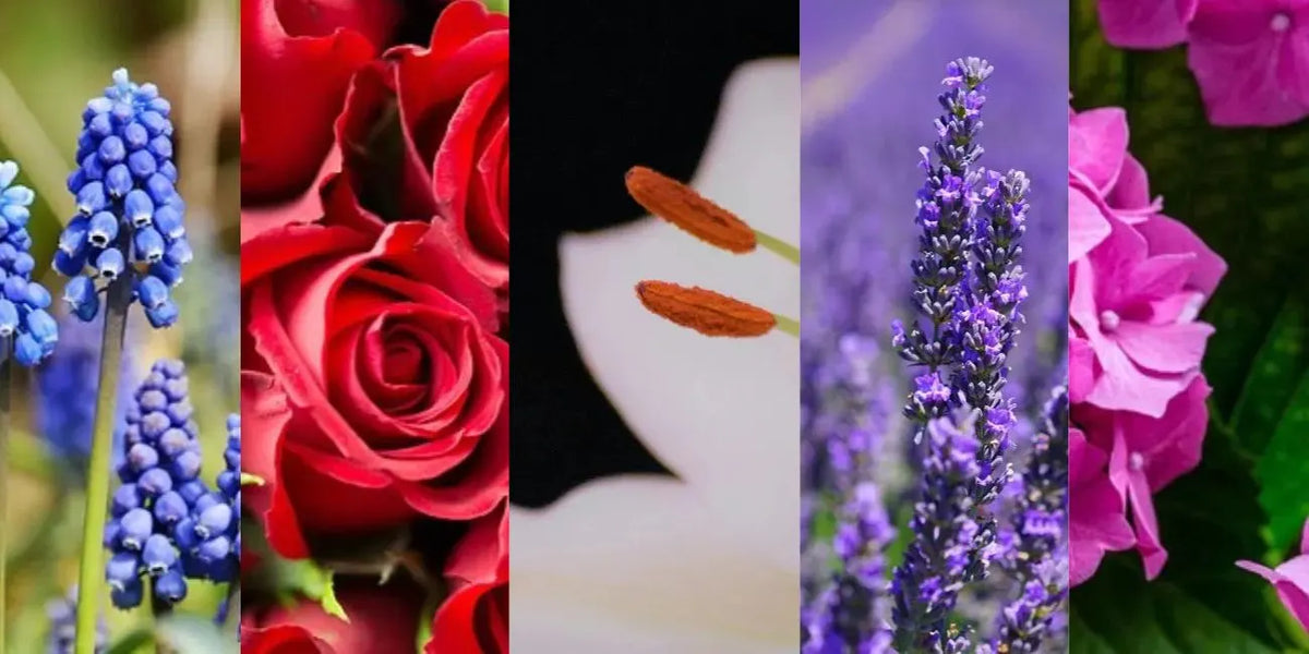 Top 5 Fragrant Flowers to Easily Grow in Your Garden