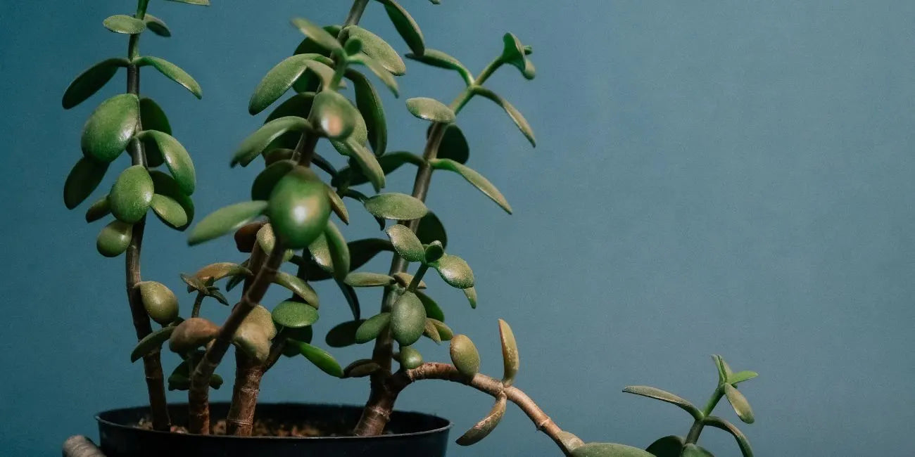 Jade Plant Vastu Secret for Wealth and Prosperity