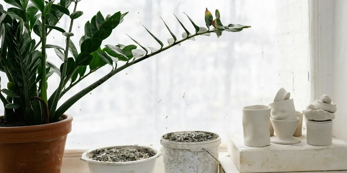 ZZ Plant Benefits: Beyond the Aesthetics