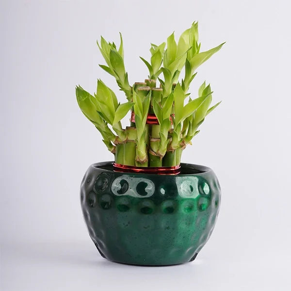 2 layer lucky bamboo in a green dotted pot front view 2