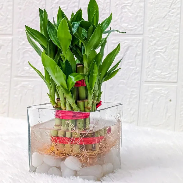 2 layer lucky bamboo plant with square glass pot 2 close view 2