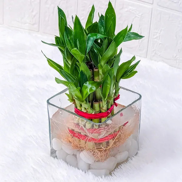 2 layer lucky bamboo plant with square glass pot 2 close view