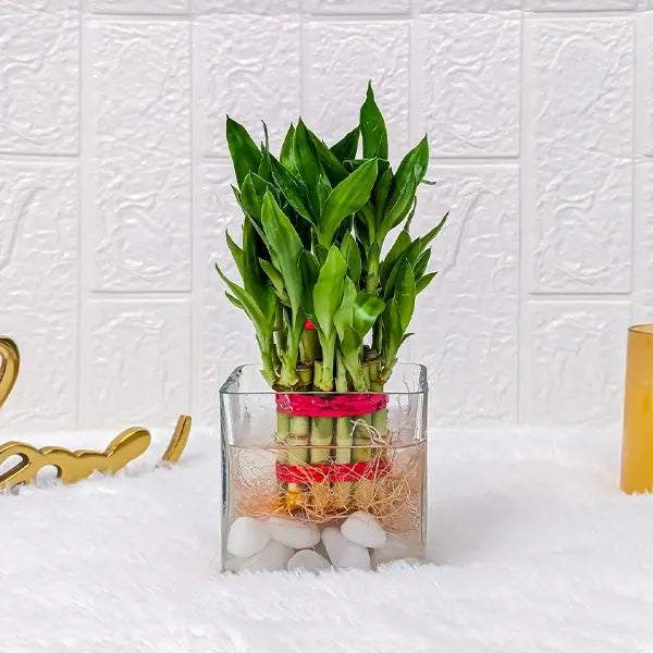 2 layer lucky bamboo plant with square glass pot 2 front view 2