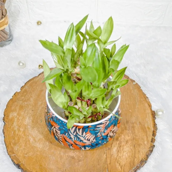 3 layer lucky bamboo in blue designer metal printed pot top view
