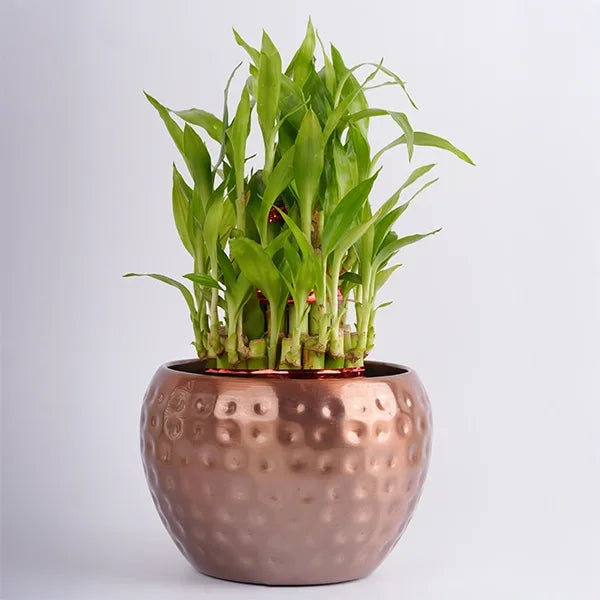 3 layer lucky bamboo live indoor plant with pot metal copper front view 2