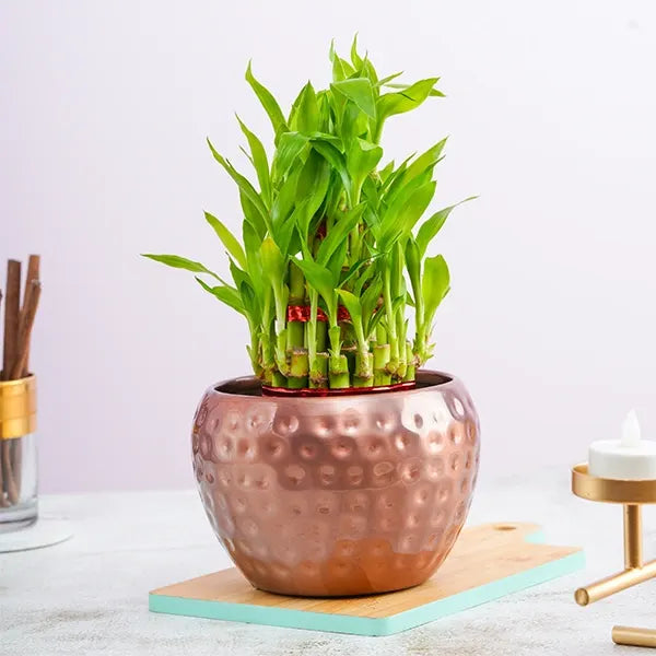 3 layer lucky bamboo live indoor plant with pot metal copper front view