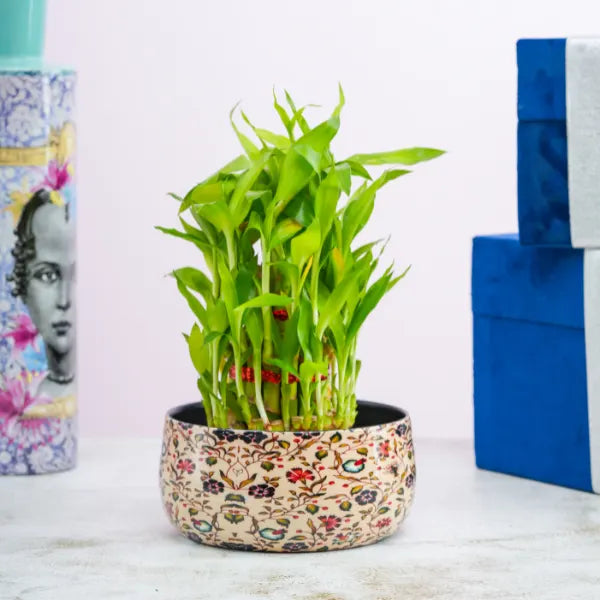 3 layer lucky bamboo plant in a metal pot front view 2