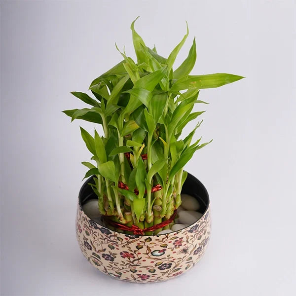 3 layer lucky bamboo plant in a metal pot top view
