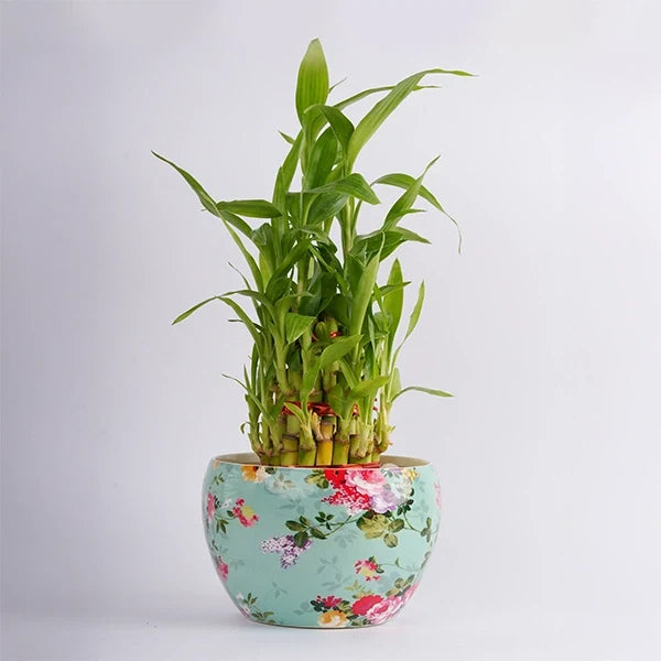 3 layer lucky bamboo plant in a printed designer pot top view