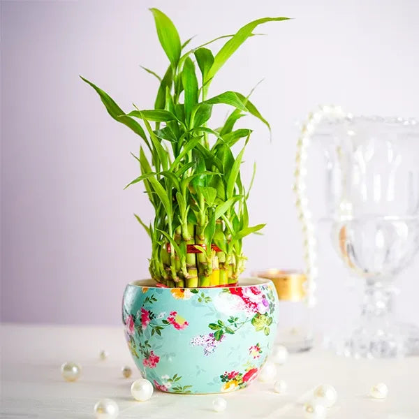 3 layer lucky bamboo plant in a printed designer pot front view