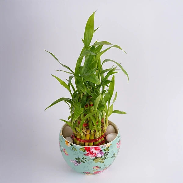 3 layer lucky bamboo plant in a printed designer pot front view