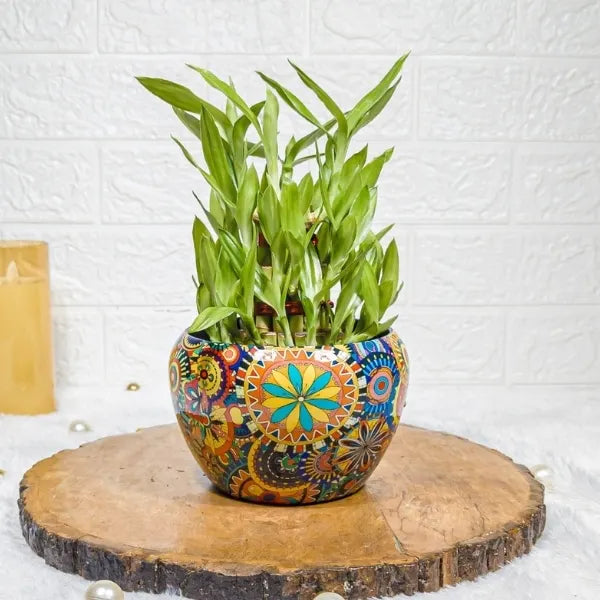 3 layer lucky bamboo plant in designer metal rajwadi pot front view 2