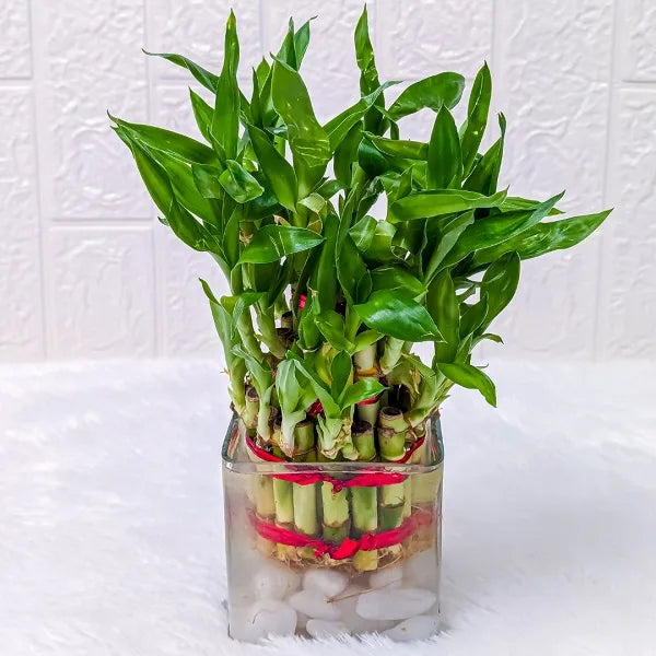 3 layer lucky bamboo plant with square glass pot front view 2