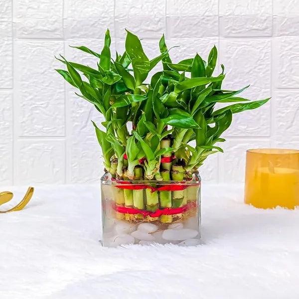 3 layer lucky bamboo plant with square glass pot front view