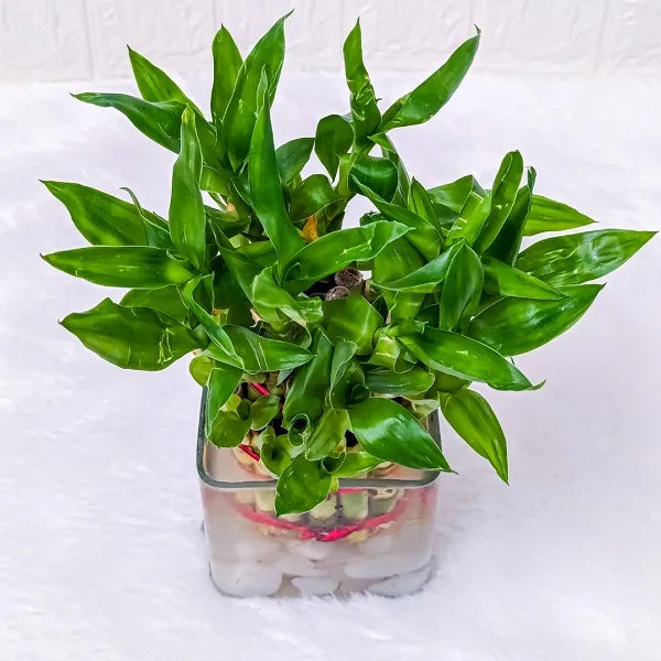 3 layer lucky bamboo plant with square glass pot top view