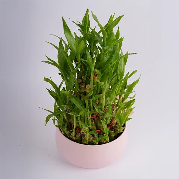 5 layer lucky bamboo plant in a pink metal pot top view