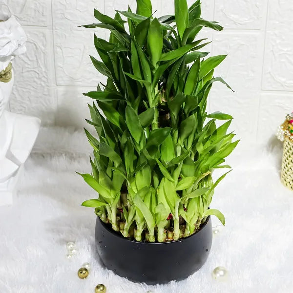 5 layer lucky bamboo plant in black metal pot front view 2