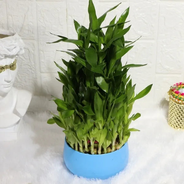 5 layer lucky bamboo plant in blue metal pot closeup view