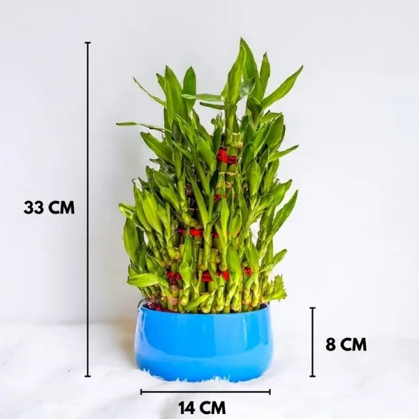 5 layer lucky bamboo plant in blue metal pot dimension view