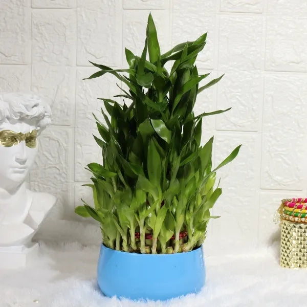5 layer lucky bamboo plant in blue metal pot front view