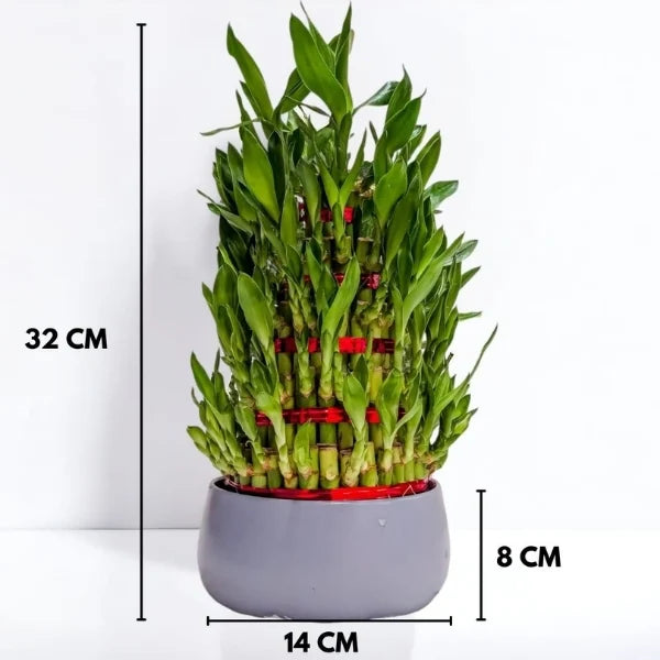 5 layer lucky bamboo plant in grey metal pot with dimension view