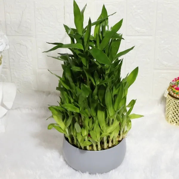 5 layer lucky bamboo plant in grey metal pot front view 2