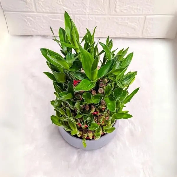 5 layer lucky bamboo plant in grey metal pot top view