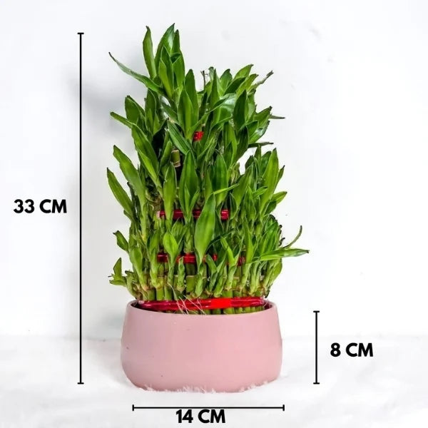 5 layer lucky bamboo plant in pink metal pot dimension view