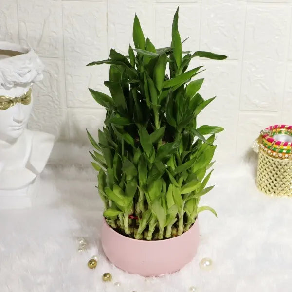 5 layer lucky bamboo plant in pink metal pot top view