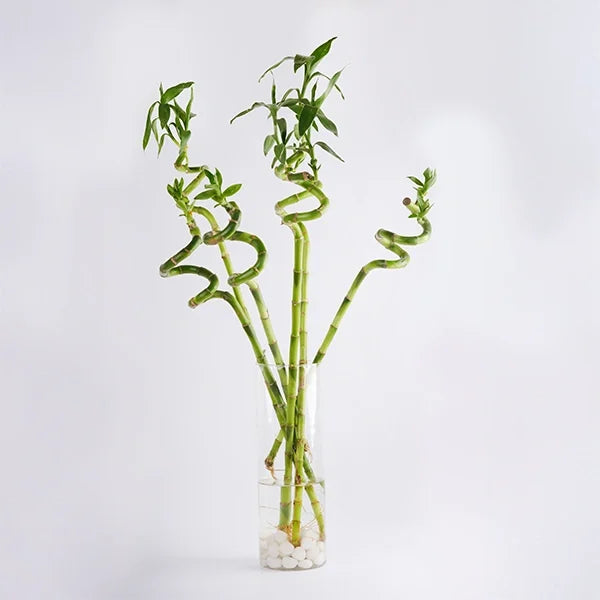 5 spiral lucky bamboo plant in a tall glass pot front view 3
