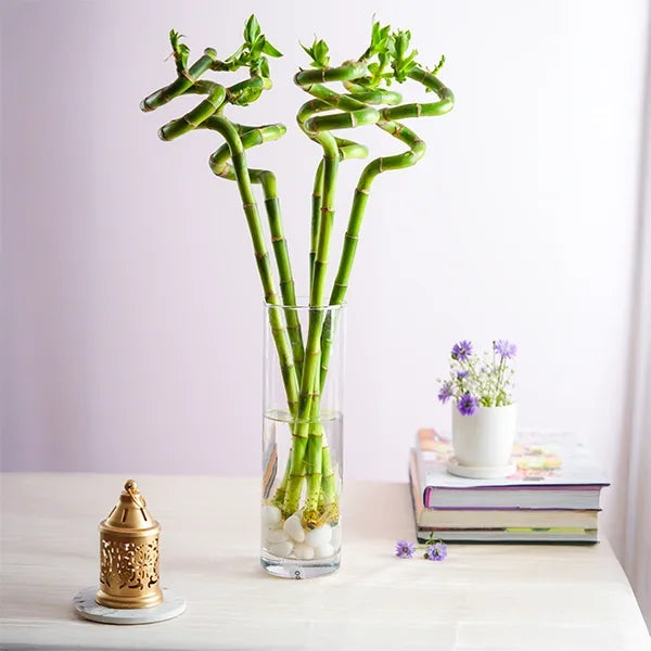 5 spiral lucky bamboo plant in a tall glass pot front view