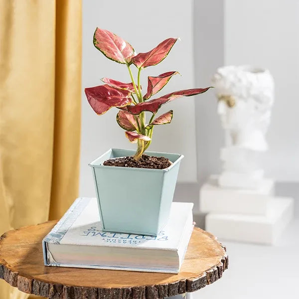 aglaonema diamond red with powder blue metal pot front view