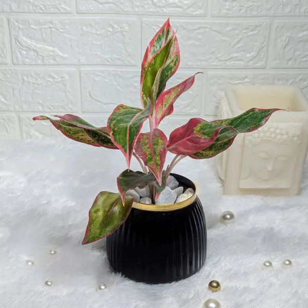 aglaonema lipstick in black metal pot front view
