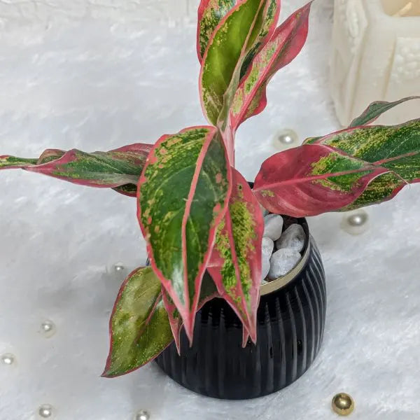 aglaonema lipstick in black metal pot top view