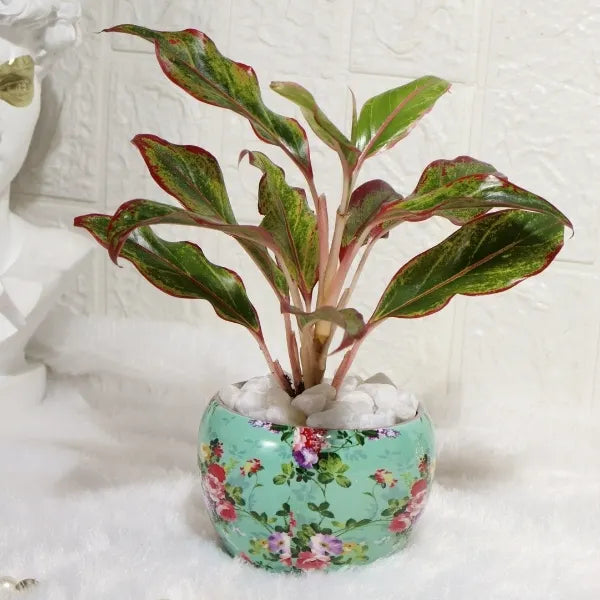 aglaonema lipstick in sky blue printed metal pot closeup view