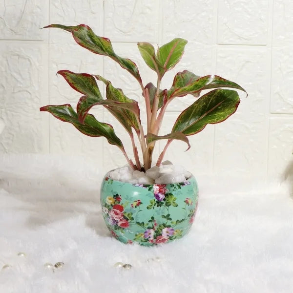 aglaonema lipstick in sky blue printed metal pot front view