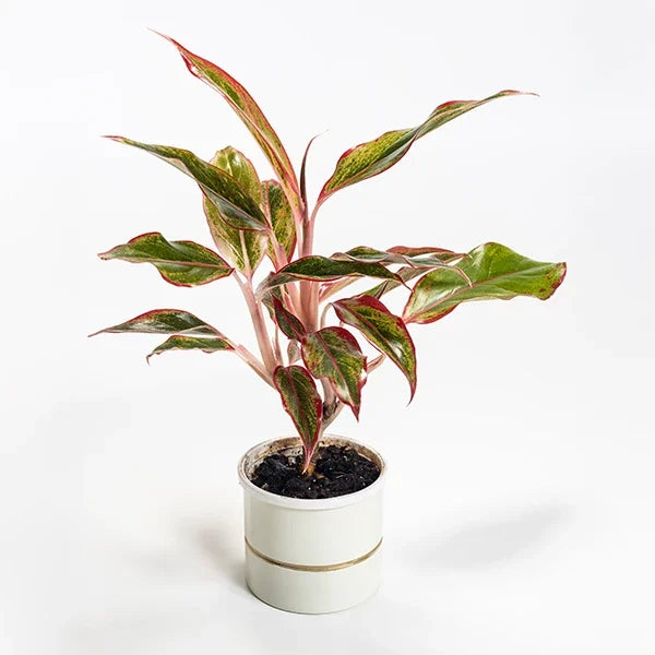 aglaonema lipstick plant with white metal plant pot front view 2