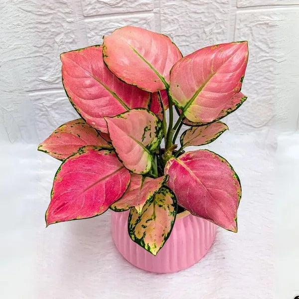 aglaonema pink in a pink metal pot top view