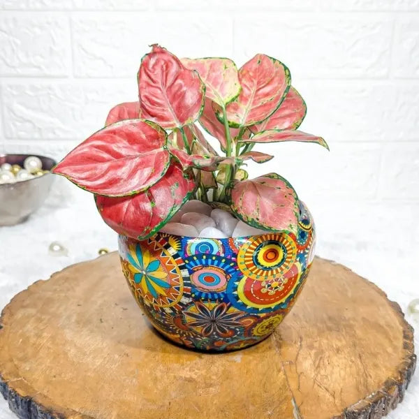 aglaonema red diamond plant in rajwadi pot front view