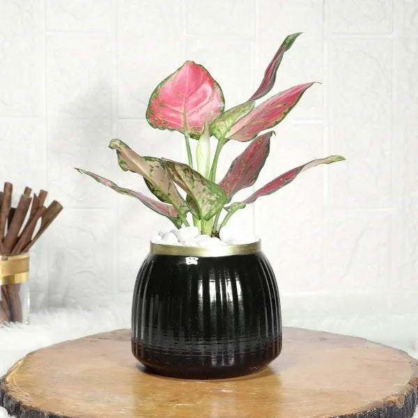 aglaonema red plant in black metal pot front view
