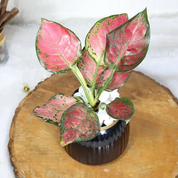 aglaonema red plant in black metal pot top view