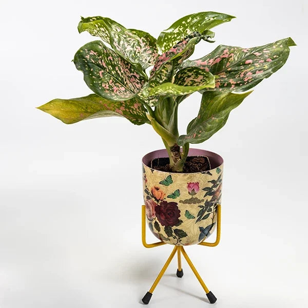 aglonema rui in floral print metal plant stand front view 2
